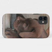 Iphone 5 hoesje met chocolade Labrador retriever (Achterkant (horizontaal))