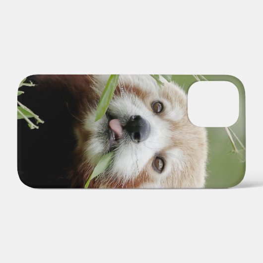 iPhonezaak Foto reus panda, dieren. Case-Mate iPhone Case (Achterkant (horizontaal))