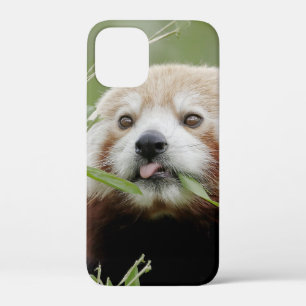 iPhonezaak Foto reus panda, dieren. Case-Mate iPhone Case