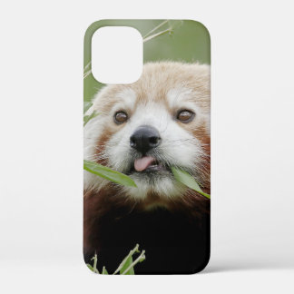 iPhonezaak Foto reus panda, dieren. Case-Mate iPhone Case