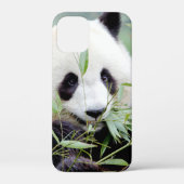iPhonezaak Foto reus panda, dieren. Case-Mate iPhone Case (Achterkant)