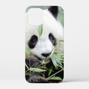 iPhonezaak Foto reus panda, dieren. Case-Mate iPhone Case