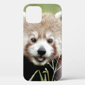 iPhonezaak Foto reus panda, dieren. Case-Mate iPhone Case (Achterkant)