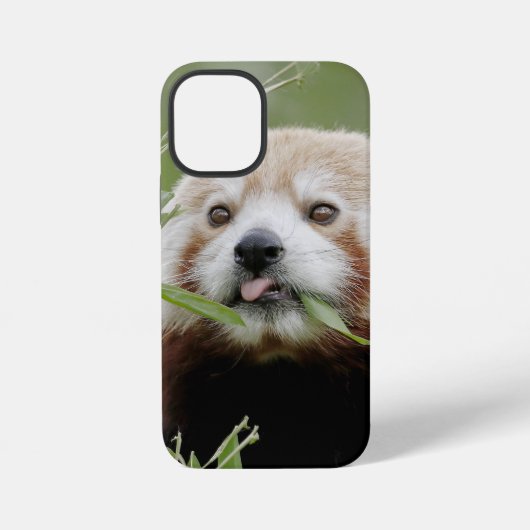 iPhonezaak Foto reus panda, dieren. iPhone Hoesje (Achterkant)