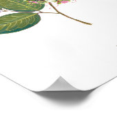 Ipil (Intsia bijuga) Philippine Forest Blooms Poster (Hoek)