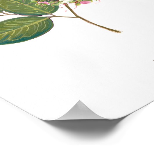 Ipil (Intsia bijuga) Philippine Forest Blooms Poster (Hoek)