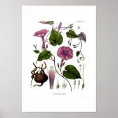 Ipomea purga poster (Voorkant)