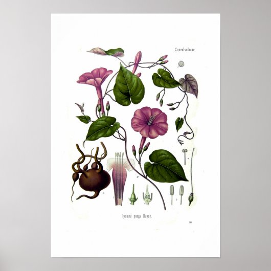 Ipomea purga poster (Voorkant)