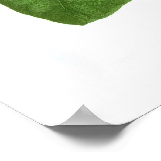 Ipomoea Indica Poster (Hoek)