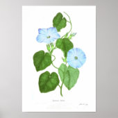 Ipomoea Indica Poster (Voorkant)