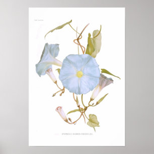Ipomoea rubro-coerulea poster
