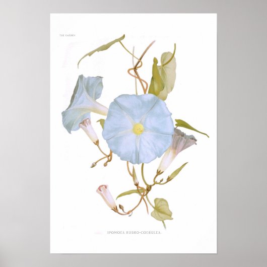 Ipomoea rubro-coerulea poster (Voorkant)