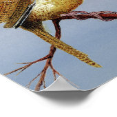 Irate Carolina Wren Poster (Hoek)