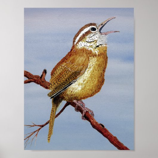 Irate Carolina Wren Poster (Voorkant)