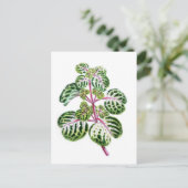 Iresine Herbstii, Aureo-Reticulata Briefkaart (Staand voorkant)