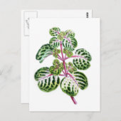 Iresine Herbstii, Aureo-Reticulata Briefkaart (Voorkant / Achterkant)