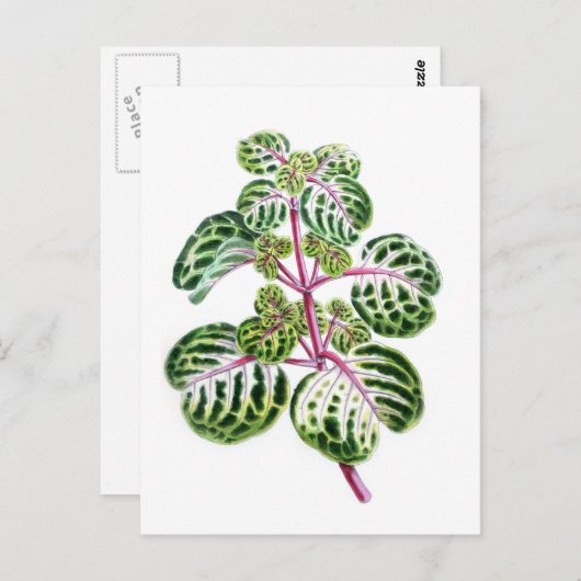 Iresine Herbstii, Aureo-Reticulata Briefkaart (Voorkant / Achterkant)