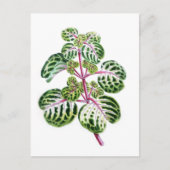 Iresine Herbstii, Aureo-Reticulata Briefkaart (Voorkant)