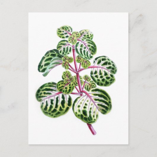 Iresine Herbstii, Aureo-Reticulata Briefkaart (Voorkant)