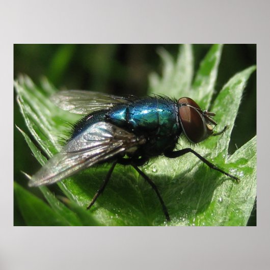 Iridescence - Blauwe fles Poster (Voorkant)