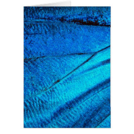 Iridescent Blue Butterfly Wing