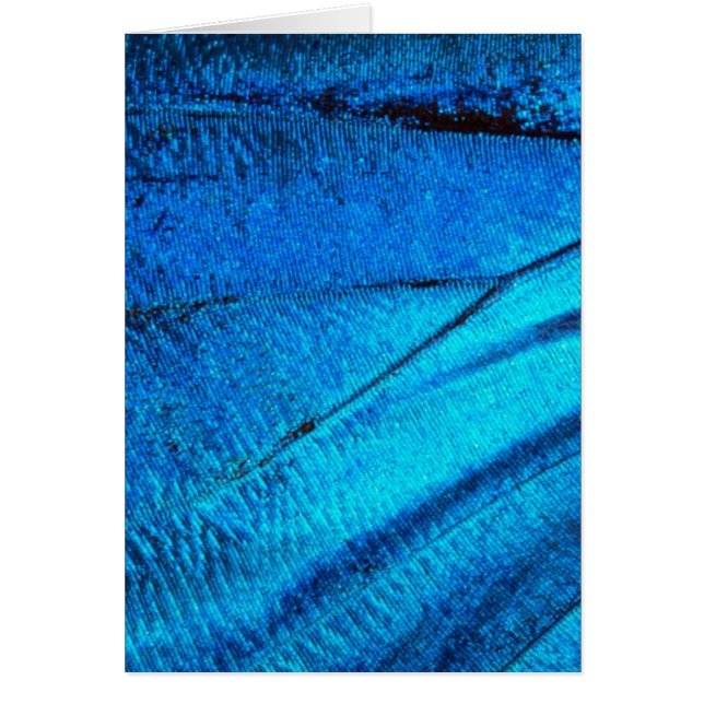Iridescent Blue Butterfly Wing (Voorkant)