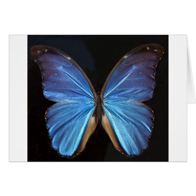 Iridescent Blue Butterfly Wings (Voorkant Horizontaal)