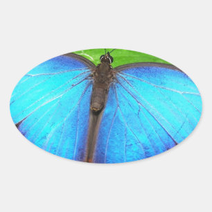 Iridescent Blue met Black Butterfly Wings Ovale Sticker