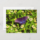 Iridescent Blue Paars met zwarte vlindervleugels Briefkaart (Voorkant / Achterkant)