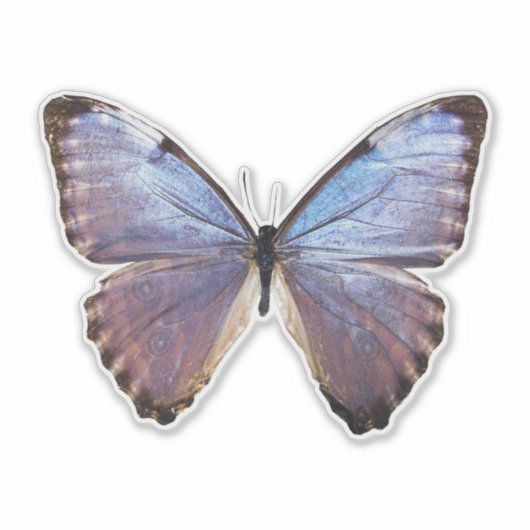 Iridescent Butterfly Sticker (Voorkant)