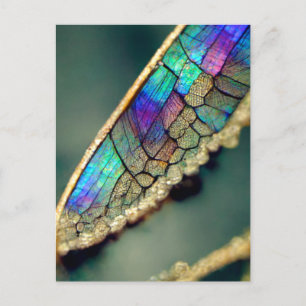 Iridescent dragonwing briefkaart
