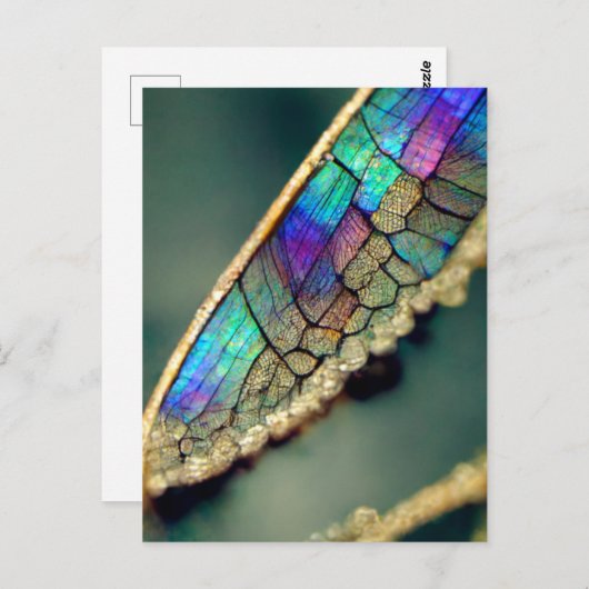 Iridescent dragonwing briefkaart (Voorkant / Achterkant)