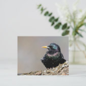 Iridescent European Starling Briefkaart (Staand voorkant)