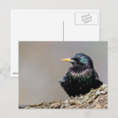 Iridescent European Starling Briefkaart (Voorkant / Achterkant)