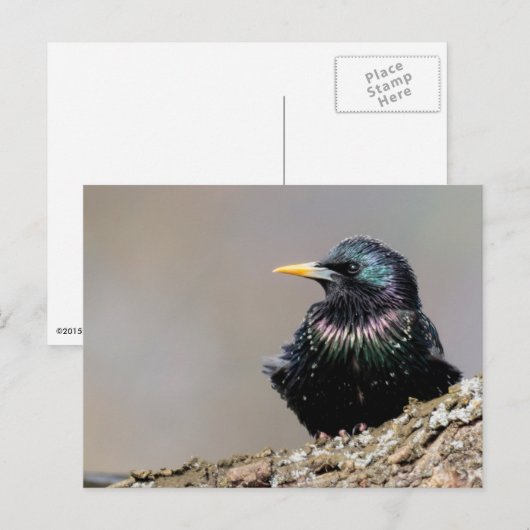Iridescent European Starling Briefkaart (Voorkant / Achterkant)
