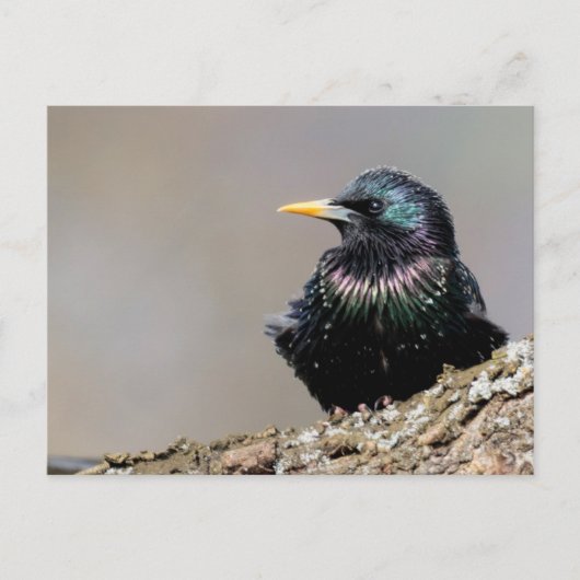 Iridescent European Starling Briefkaart (Voorkant)