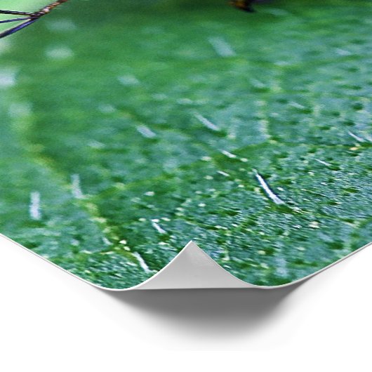 Iridescent Japans beetel Poster (Hoek)