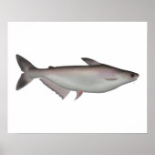 Iridescent Shark Poster (Voorkant)