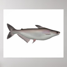 Iridescent Shark