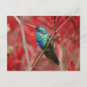 Iridescent Shine Briefkaart (Voorkant)