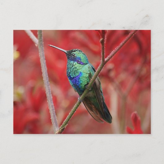 Iridescent Shine Briefkaart (Voorkant)