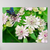 Iridescent Wasp op bloemen dicht Poster (Voorkant)