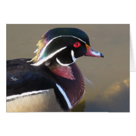 Iridescent Wood Duck