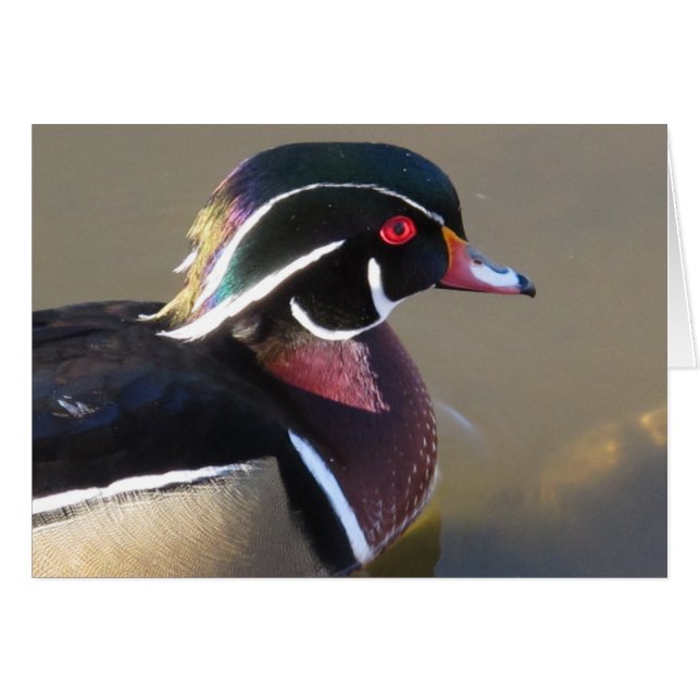 Iridescent Wood Duck (Voorkant Horizontaal)