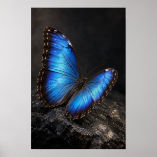 Iridescente Blauwe Vlinder op Donkere Rots Natuur Poster