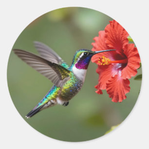 Iridescerende Kolibrie Hibiscus Bloem Portret Ronde Sticker