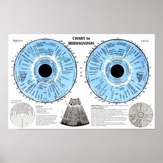 Iridiagnosis Iridology Eye Chart  Poster (Voorkant)