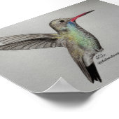 Iridiscerende Kolibrie | Potlood Tekening Kunstpri Poster (Hoek)