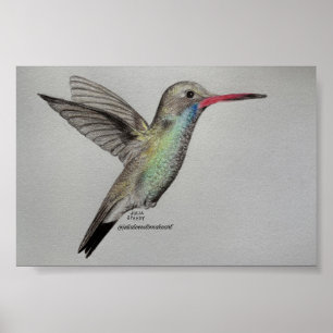 Iridiscerende Kolibrie Potlood Tekening Kunstpri Poster
