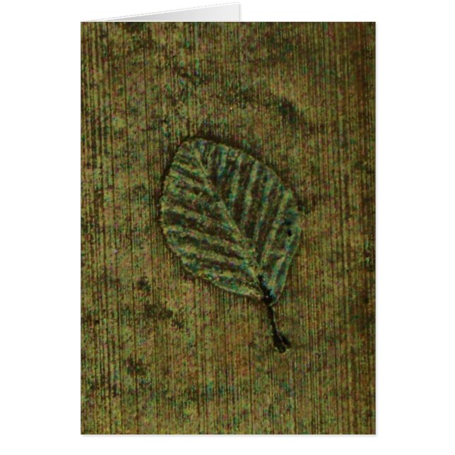 Iridiserend blad fossiel (Voorkant)